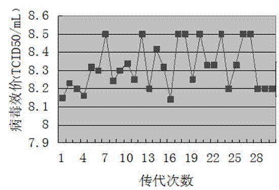 Infectious bursal disease virus Vero cell-adapted strain and application thereof