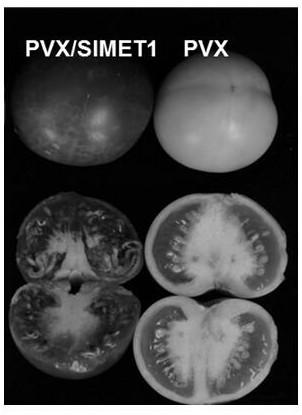 Application and application method of potato X virus in induction of precocious germination of tomato seeds