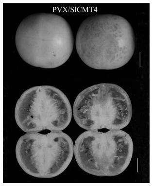 Application and application method of potato X virus in induction of precocious germination of tomato seeds