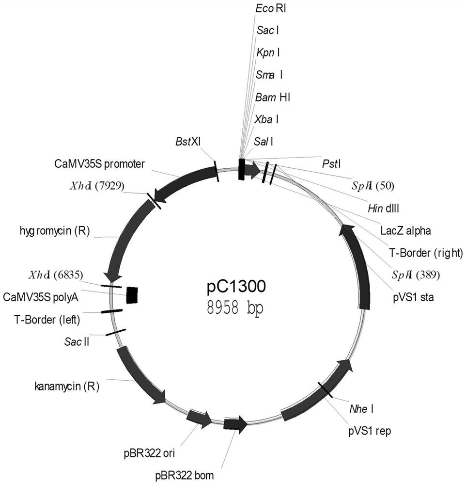 Multiplex PCR detection kit for rapidly identifying rice GAT plant and application