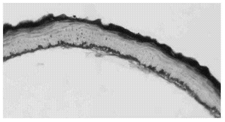 Paraffin sectioning method of plant tissue