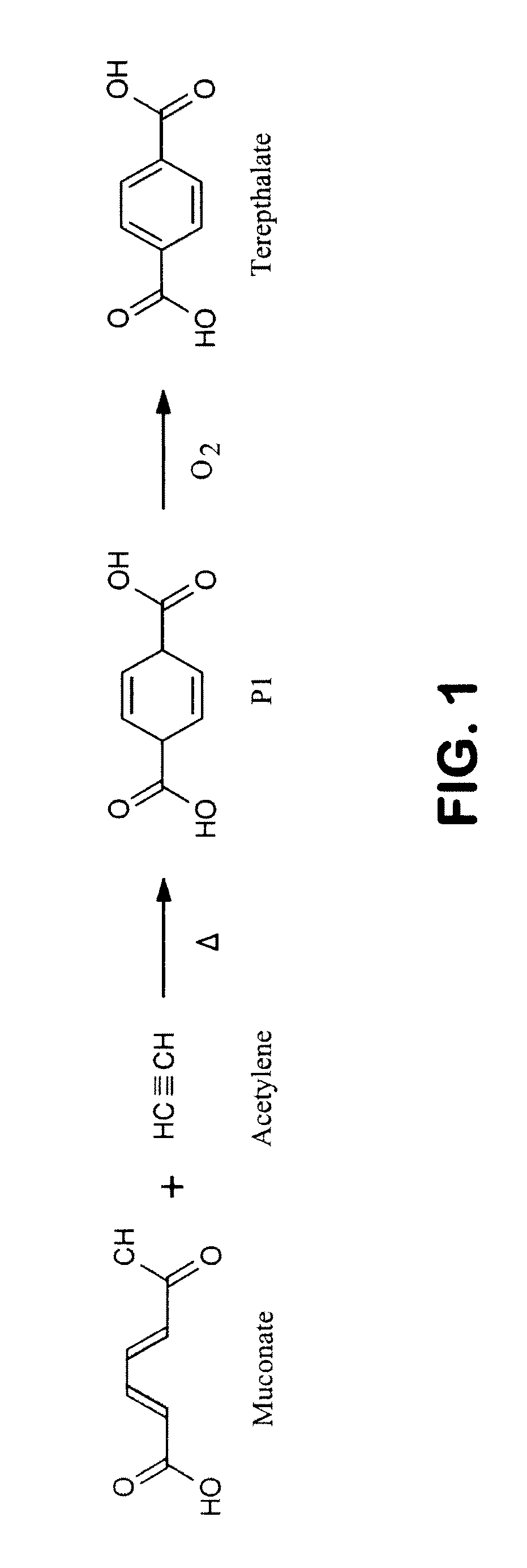 Semi-synthetic terephthalic acid via microorganisms that produce muconic acid