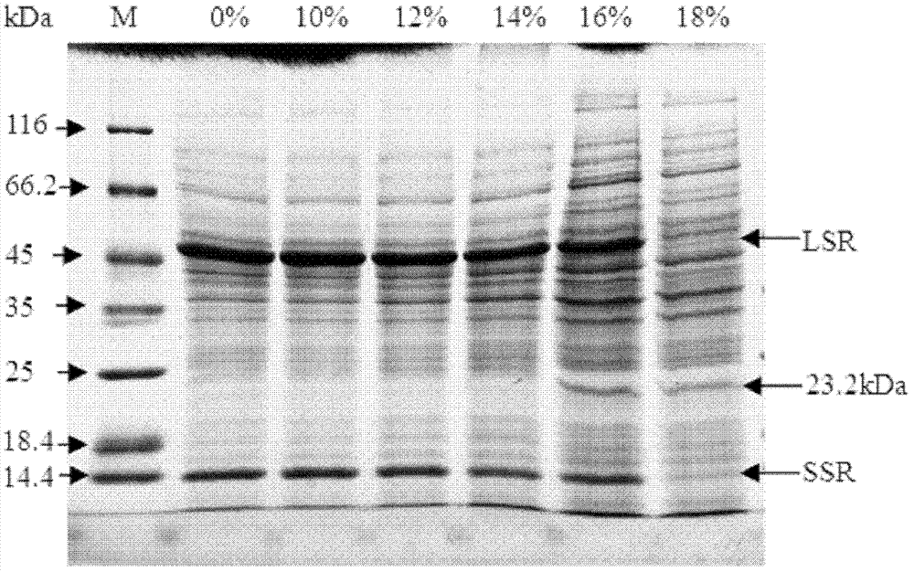 An electrophoresis method for removing the interference of rubisco enzyme from watermelon leaves and separating the remaining low-abundance proteins