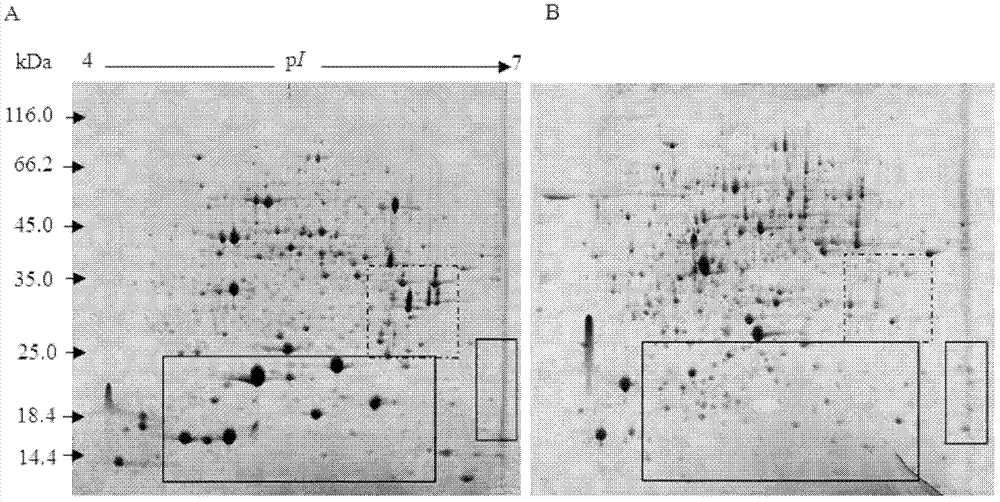 An electrophoresis method for removing the interference of rubisco enzyme from watermelon leaves and separating the remaining low-abundance proteins