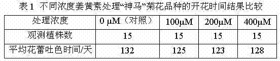 Method for promoting early blossoming of chrysanthemum by utilizing curcumin