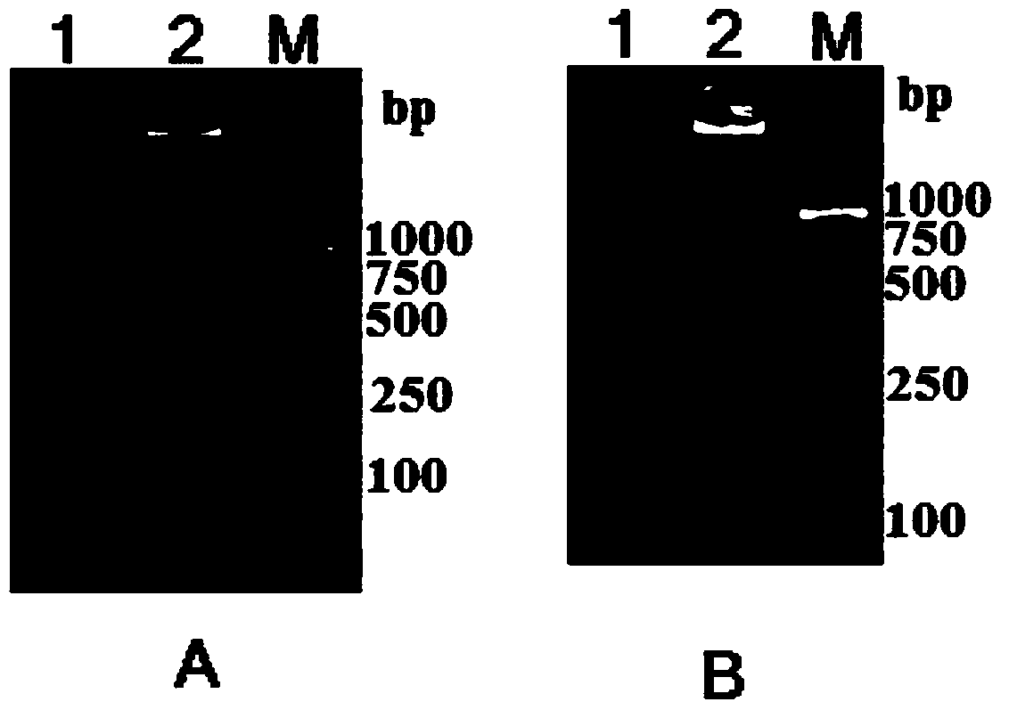 Dual-lamp method for simultaneous detection of Vibrio parahaemolyticus and Vibrio vulnificus