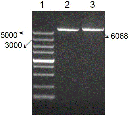 Method for improving solubility of foot-and-mouth disease protein for immunization