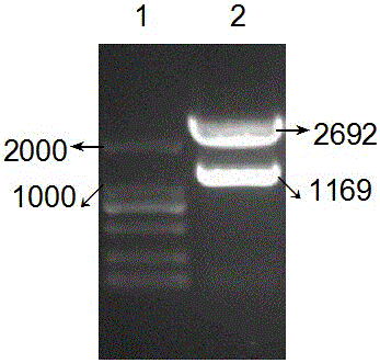 Method for improving solubility of foot-and-mouth disease protein for immunization