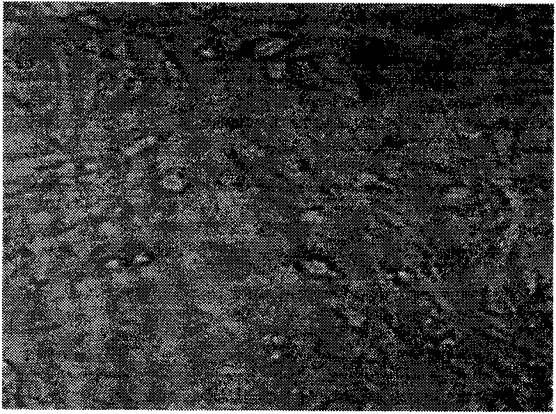 Canine distemper live vaccine and preparation method thereof