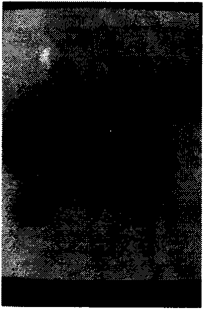 Canine distemper live vaccine and preparation method thereof