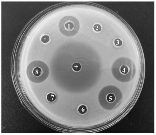 A kind of recombinant bacteria expressing plectasin and its application