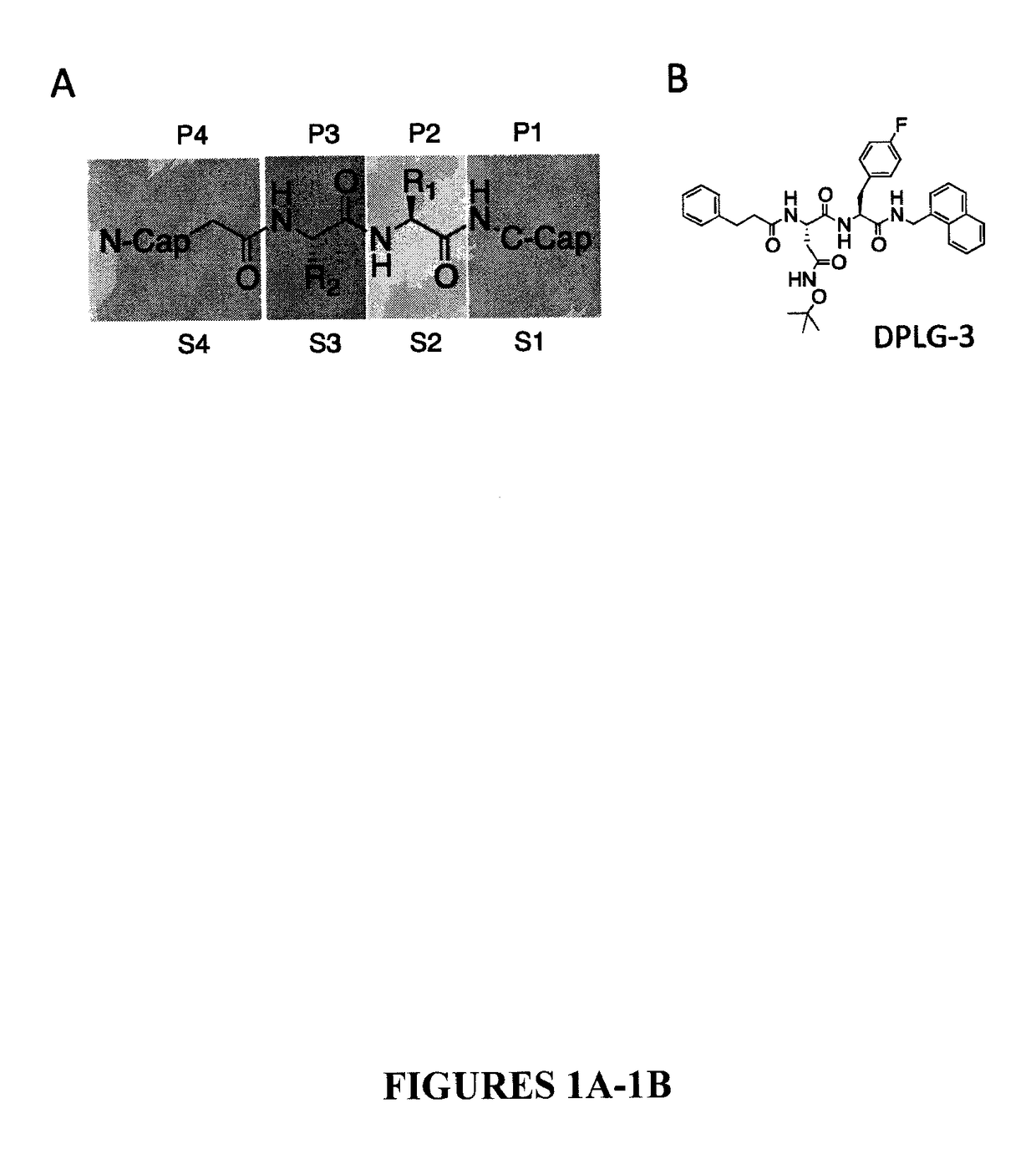 Dipeptides as inhibitors of human immunoproteasomes