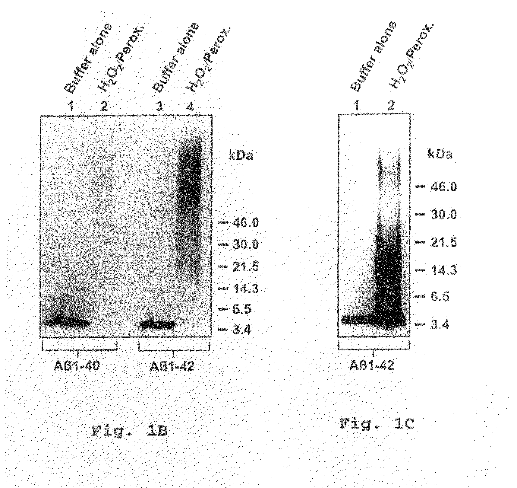 Neurotoxic oligomers