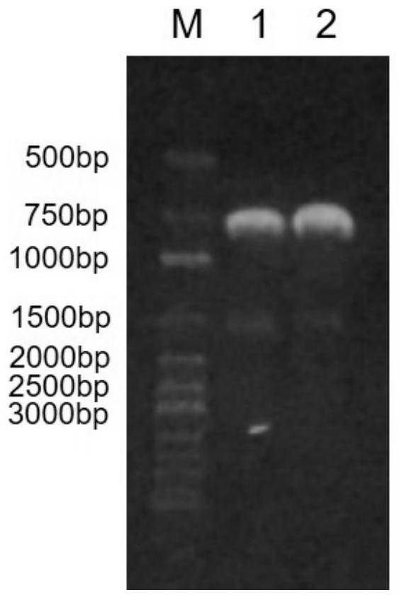 A kind of engineering bacteria and its application in the preparation of (r)-3-hydroxyl-5-hexenoate