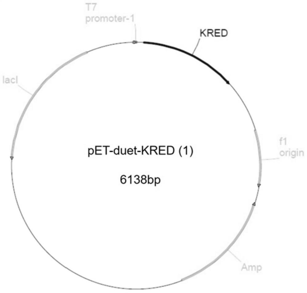 A kind of engineering bacteria and its application in the preparation of (r)-3-hydroxyl-5-hexenoate