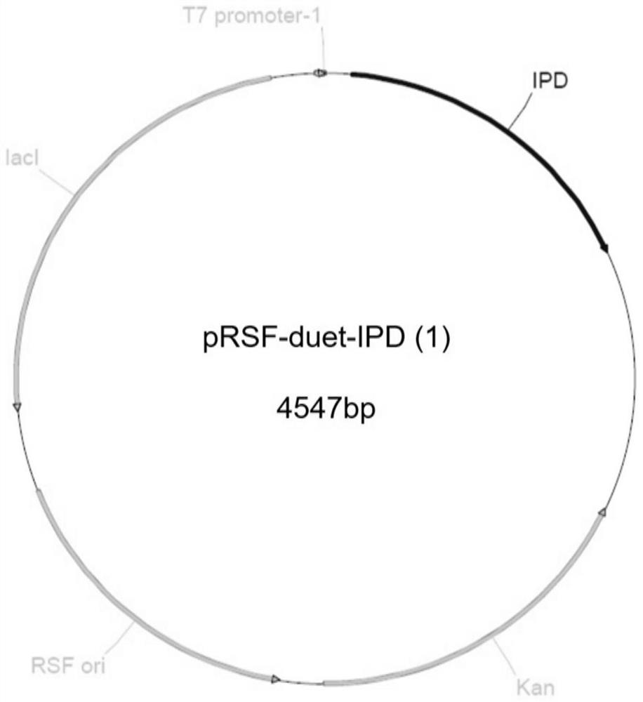 A kind of engineering bacteria and its application in the preparation of (r)-3-hydroxyl-5-hexenoate