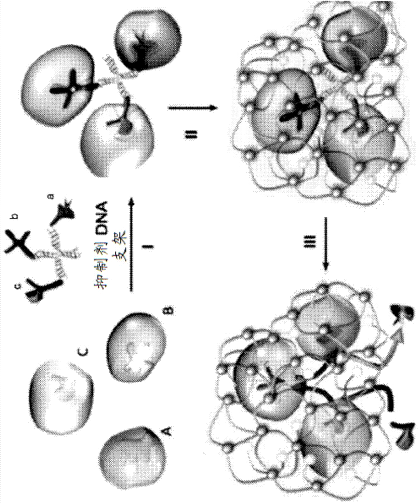 Oral delivery of enzymes by nanocapsules for targeted metabolism of alcohol or toxic metabolites