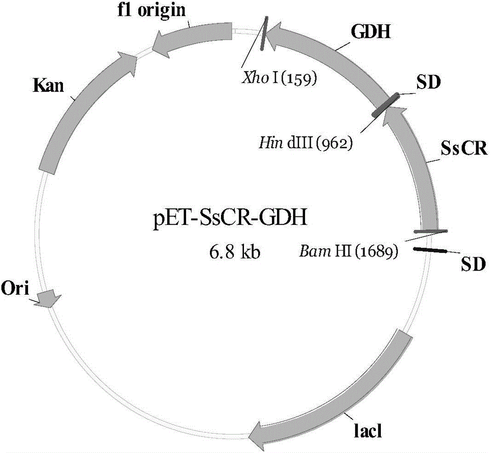 Recombinant escherichia coli for preparing (S)-4-chlorine-3-hydroxyl ethyl butyrate by adopting asymmetric transformation and application of recombinant escherichia coli