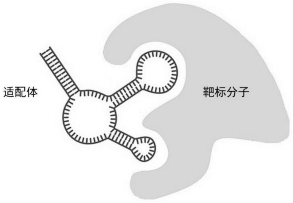 Nucleotide aptamer-based metal probe as well as preparation method and application thereof