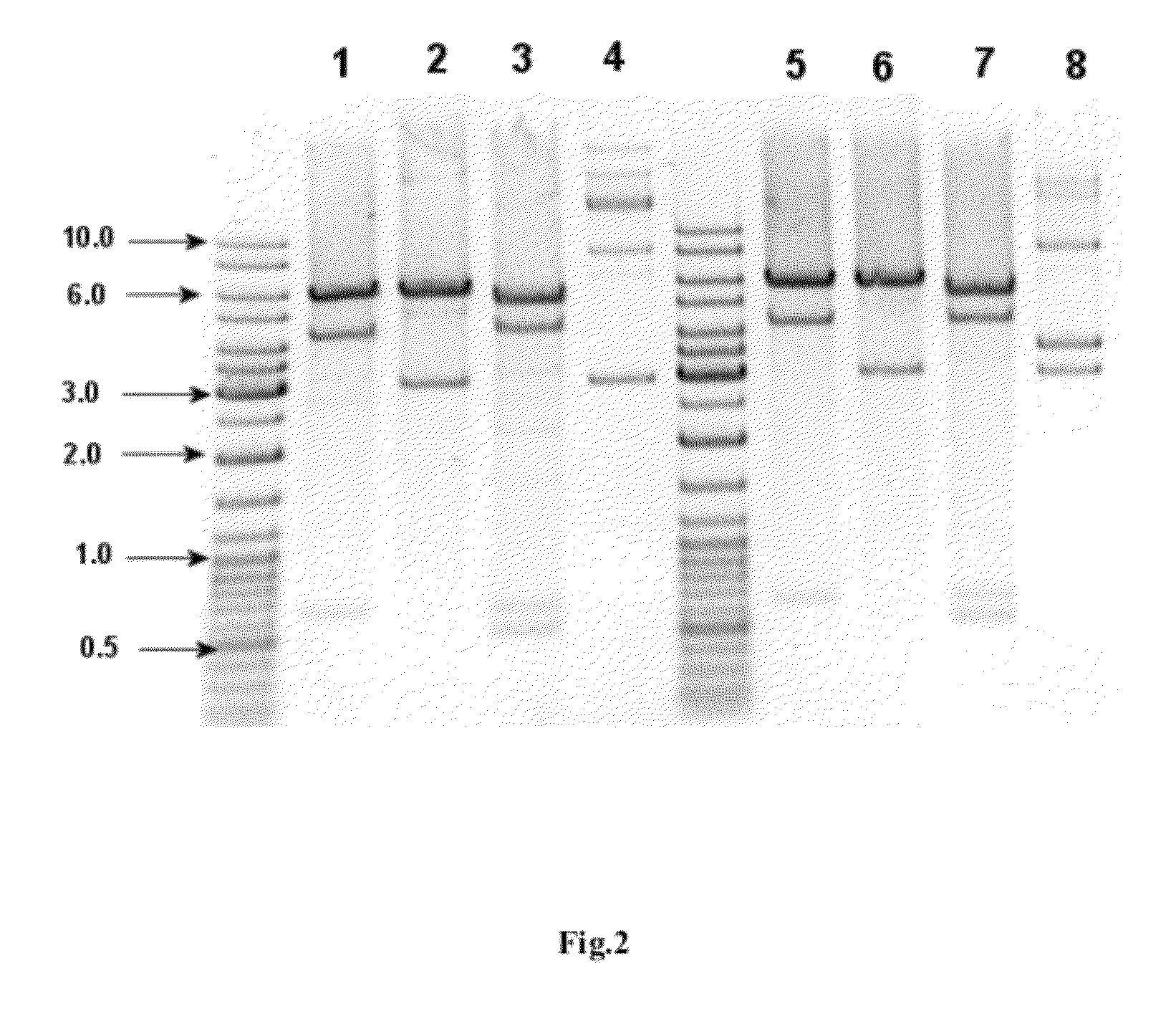 Method for producing interferon alpha 5