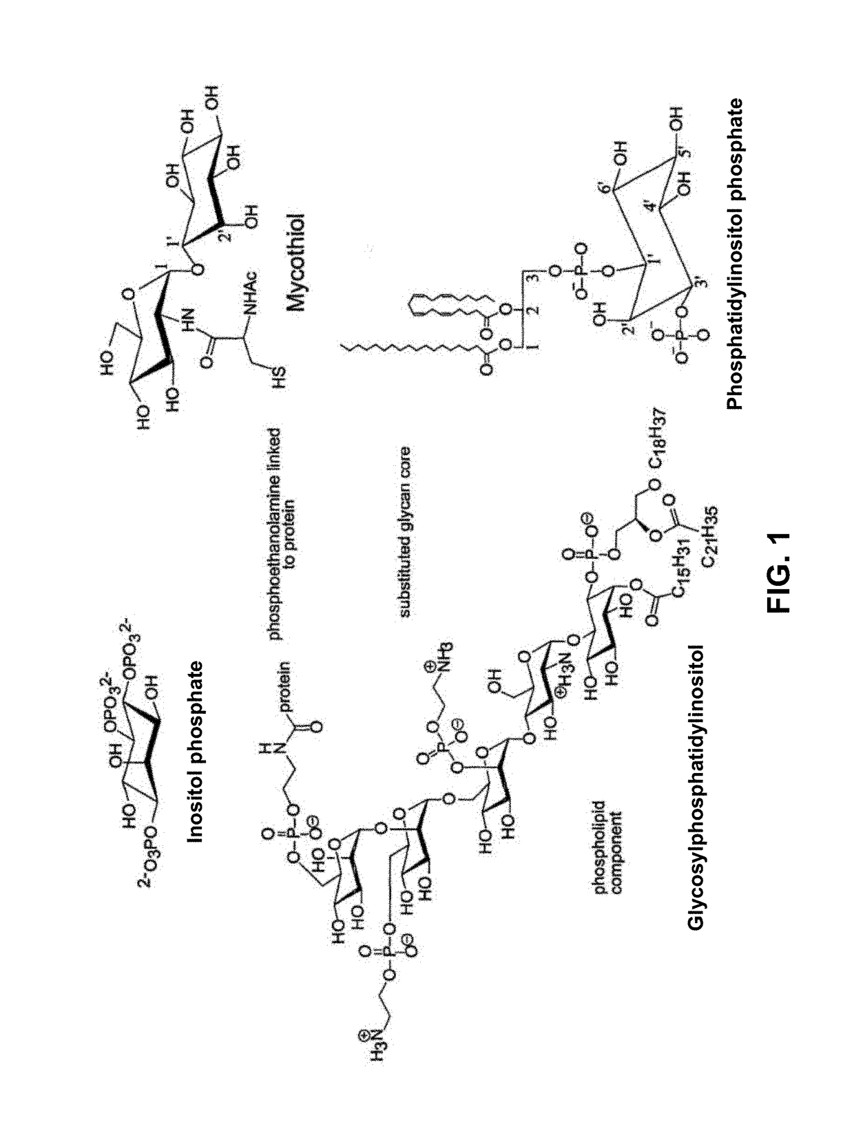 Inositol biotransformation