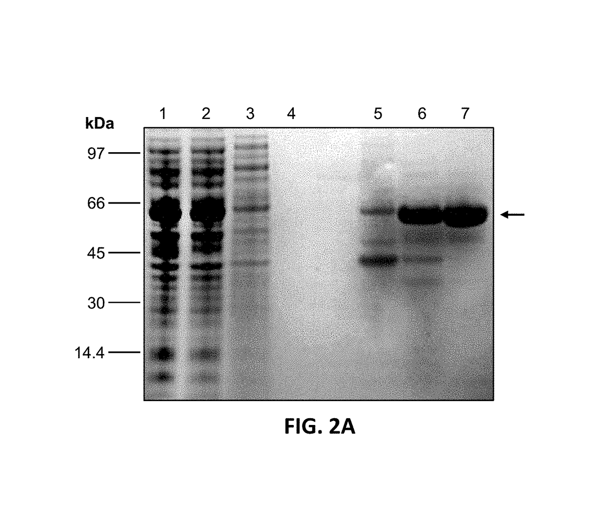 Inositol biotransformation