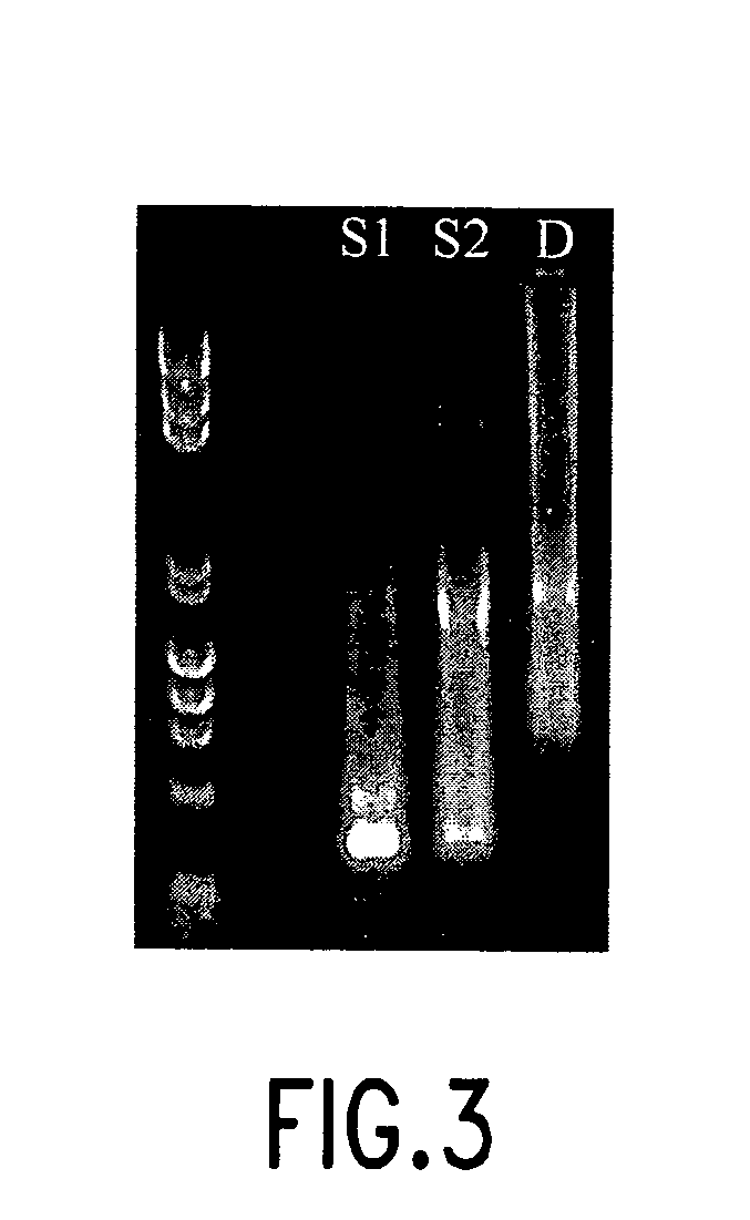 dsRNA induced specific and non-specific immunity in crustaceans and other invertebrates and biodelivery vehicles for use therein