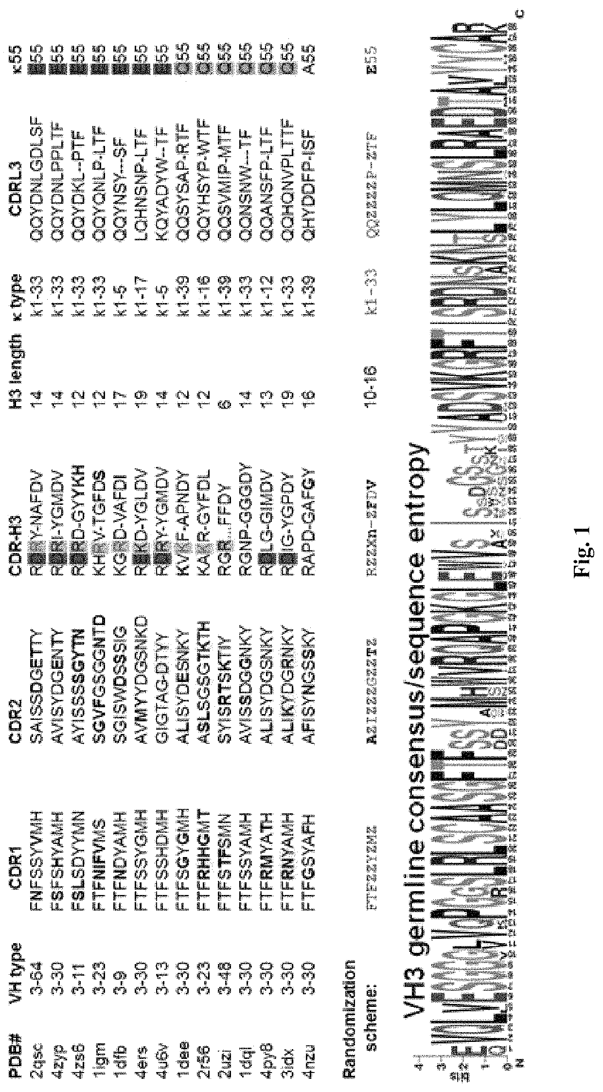 MRNA display antibody library and methods