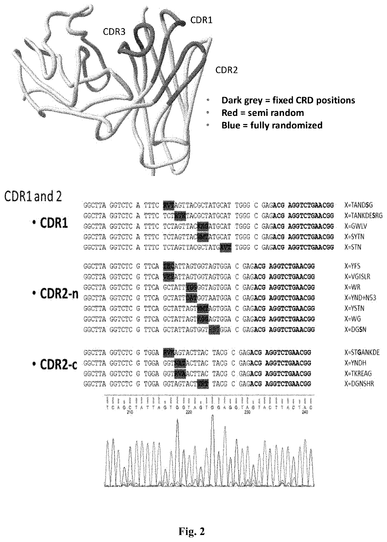 MRNA display antibody library and methods