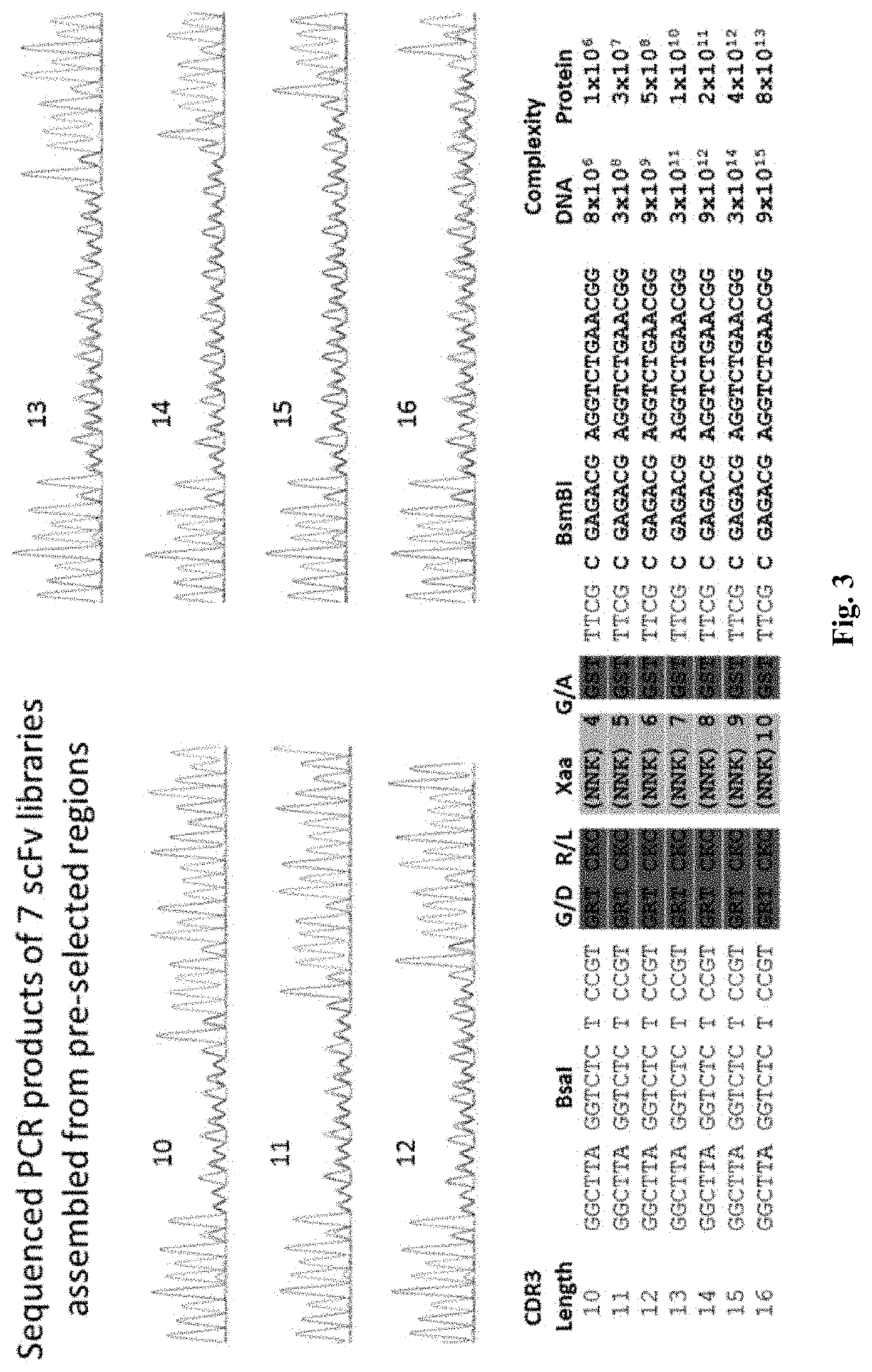 MRNA display antibody library and methods