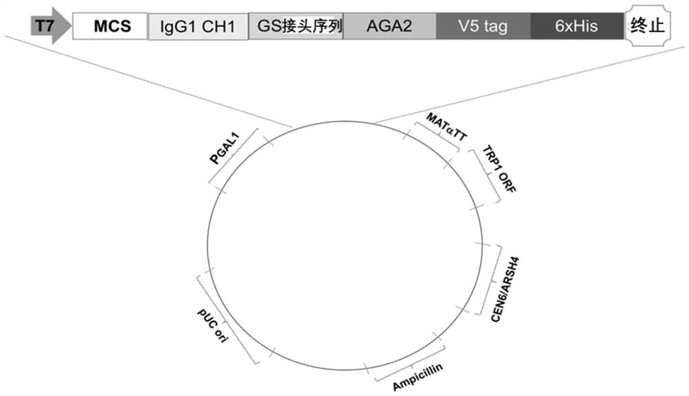 Design and construction of fully humanized antibody yeast display technology