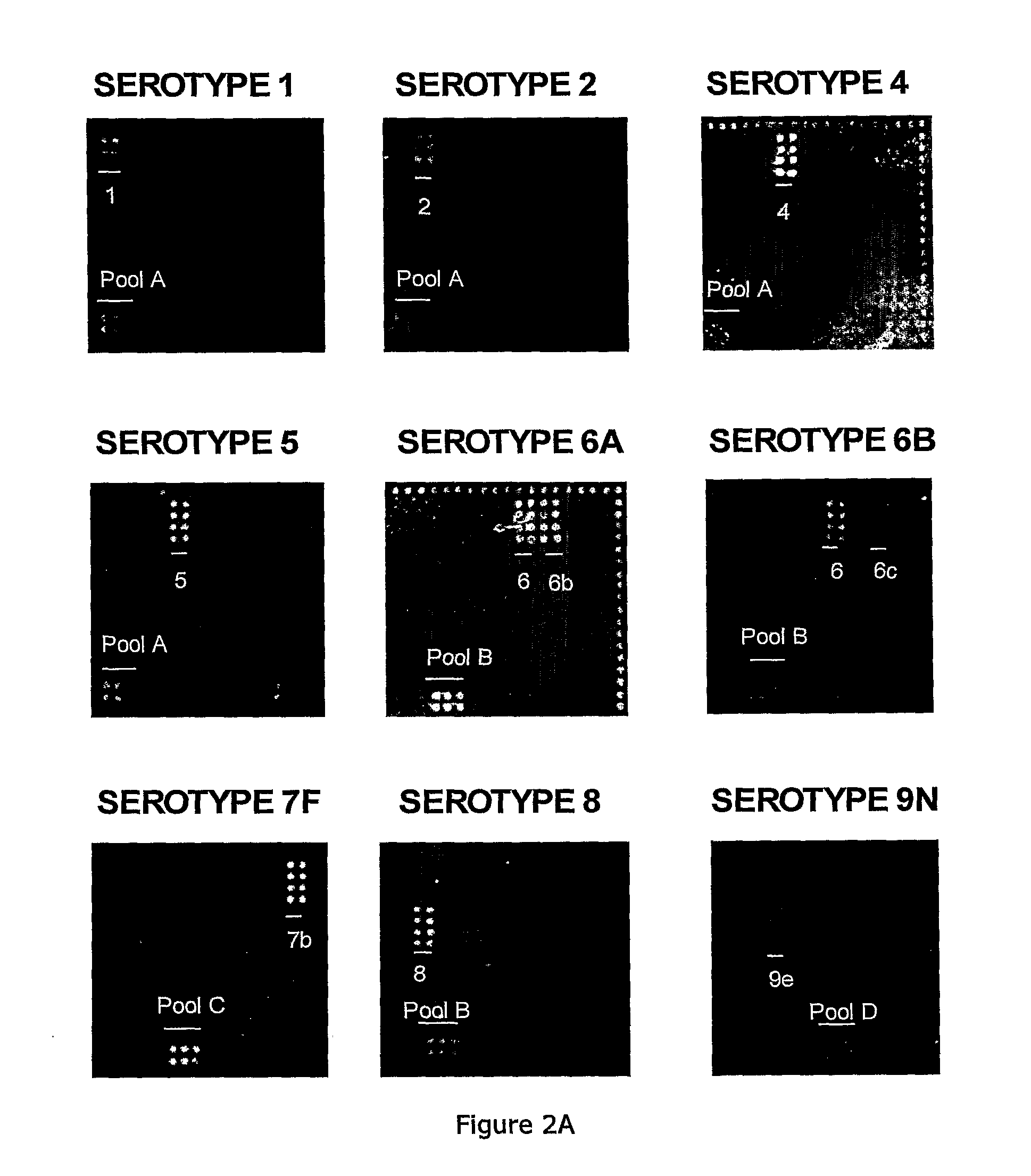 Methods and products for identifying strains of bacteria