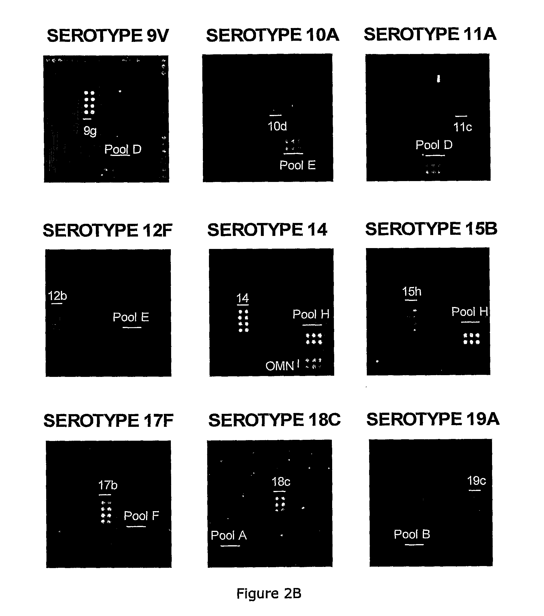 Methods and products for identifying strains of bacteria