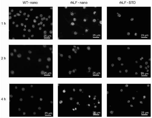 Effective and safe preparation method of oral recombinant human lactoferrin sericin nanoparticles and application