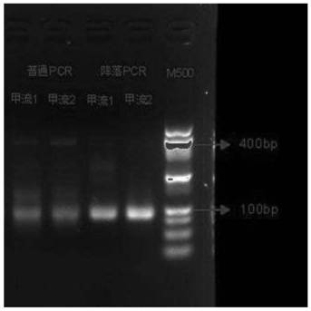 Multiple nucleic acid detection system as well as preparation method and application thereof