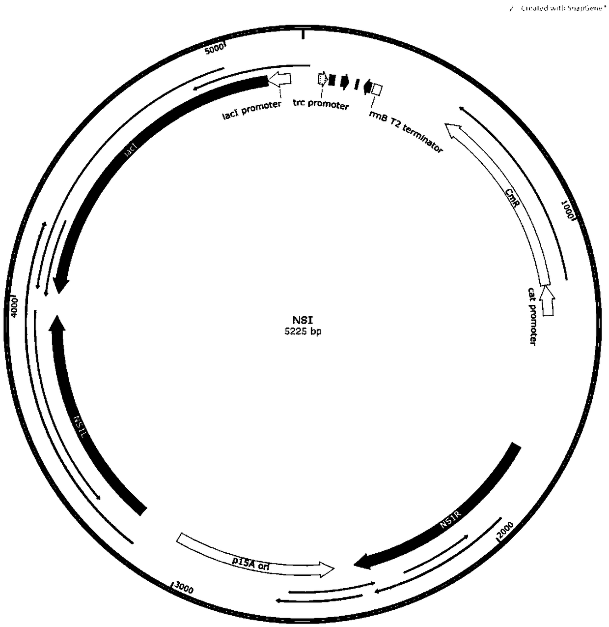 Method for synthesizing acrylic acid from cyanobacteria