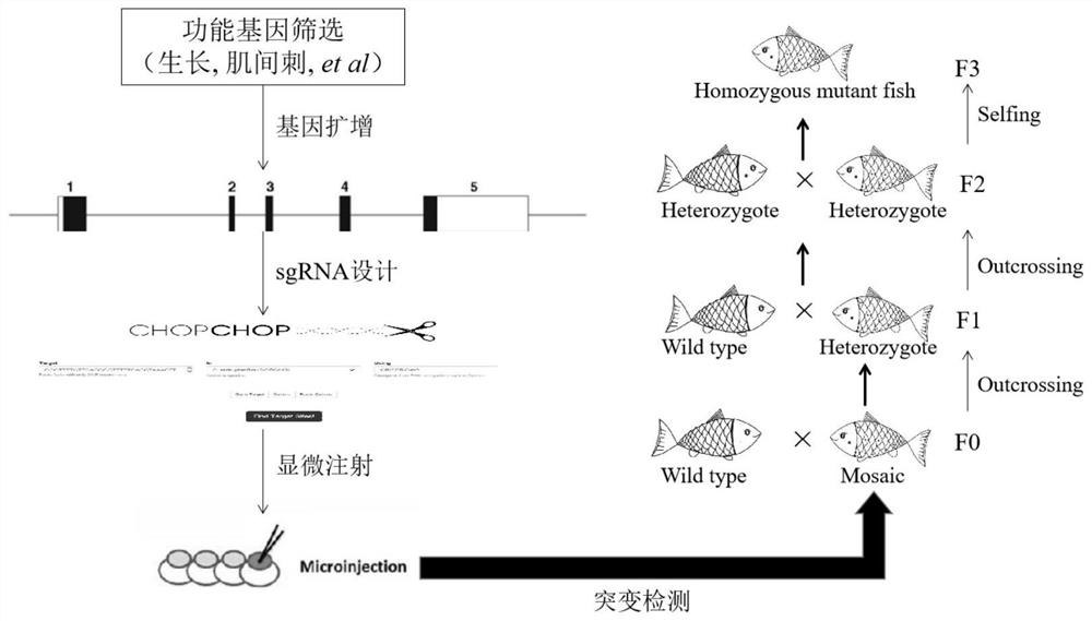 Method suitable for knocking out Mstn gene of fertilized egg of culter alburnus and application