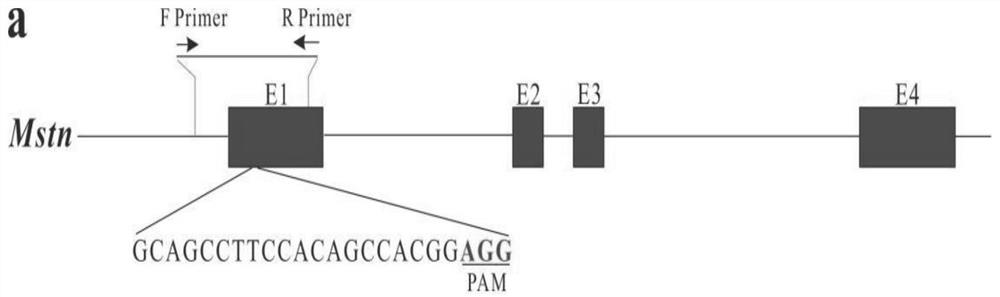 Method suitable for knocking out Mstn gene of fertilized egg of culter alburnus and application