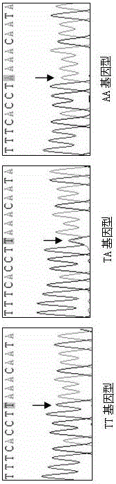 SNP primer for screening fugu rubripes seedlings and screening method