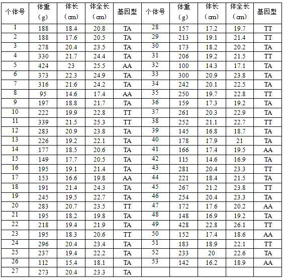 SNP primer for screening fugu rubripes seedlings and screening method