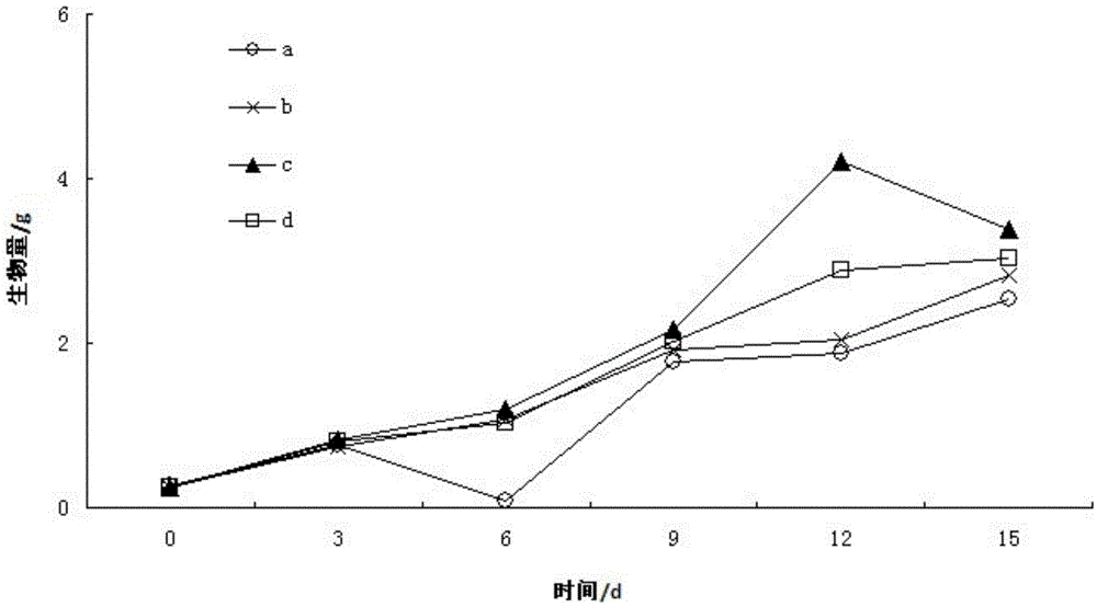 Rhodopseudomonas strain and application thereof in inhibiting Pseudoperonospora cubensis Rostov and promoting cucumber growth