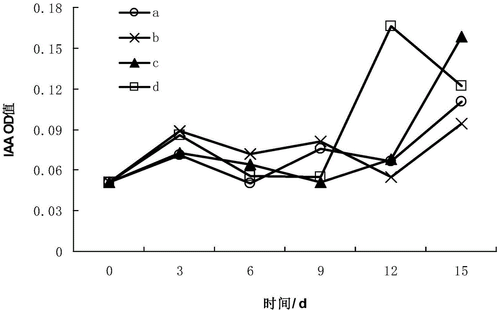 Rhodopseudomonas strain and application thereof in inhibiting Pseudoperonospora cubensis Rostov and promoting cucumber growth