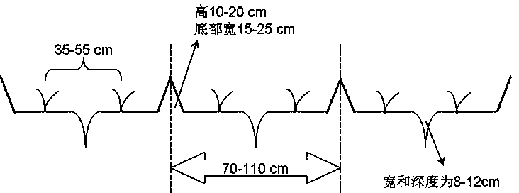 Method for planting peanuts in saline-alkali land, and special fertilizer thereof