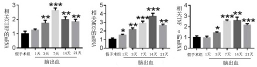 Polypeptide analogue and application thereof in medicines for intervention treatment of cerebral hemorrhage