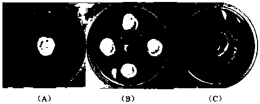 Beauveria bassiana and application thereof in prevention and treatment of tobacco brown spot