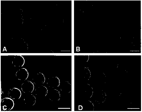 Composition and application for culturing oocytes and skin adult stem cells