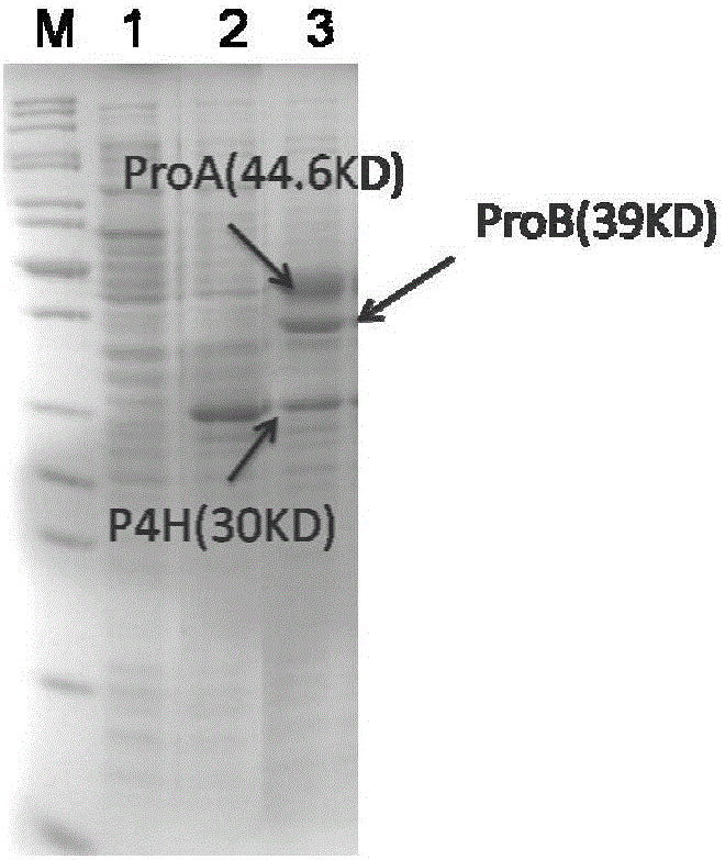 Engineering bacteria for producing trans-4-hydroxy-L-proline and construction method and application thereof