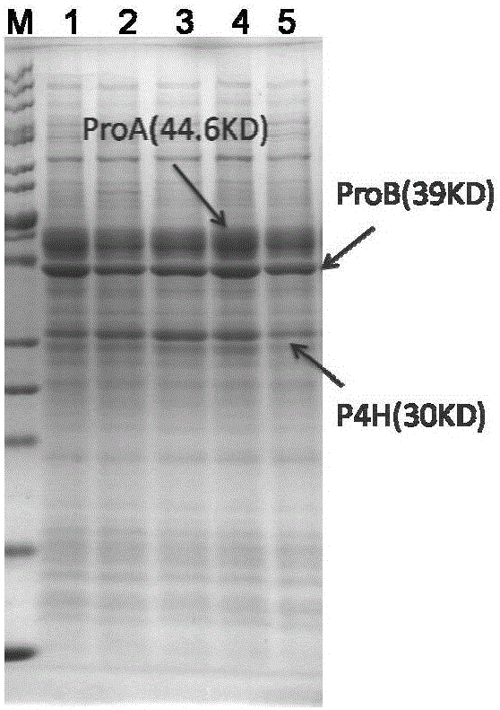 Engineering bacteria for producing trans-4-hydroxy-L-proline and construction method and application thereof