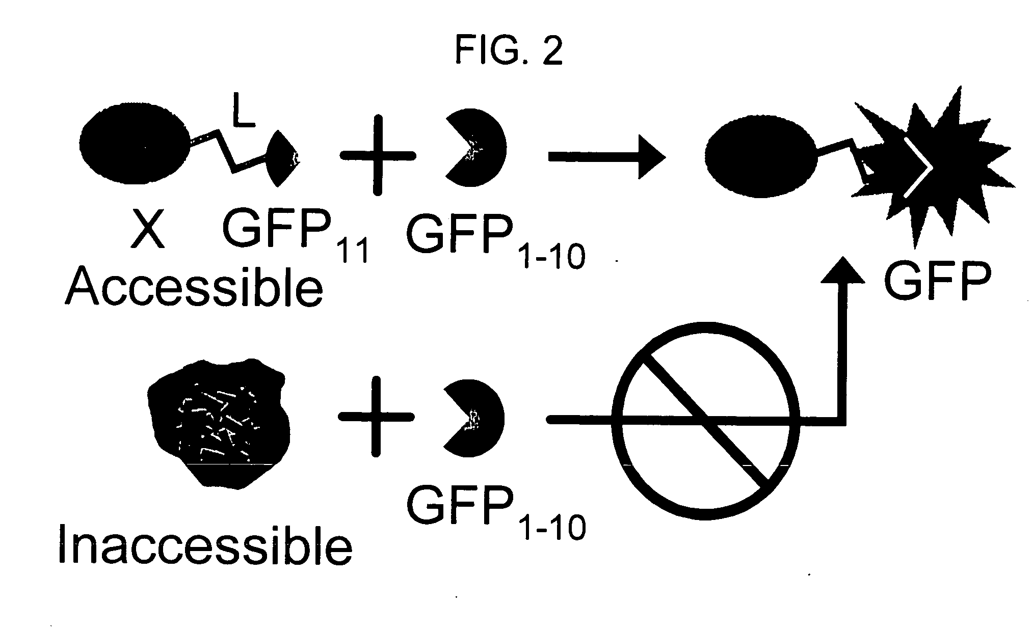 Self-assembling split-fluorescent protein systems