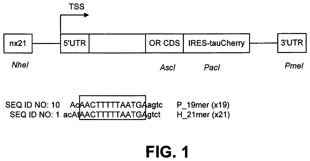 DNA sequence that increases odorant receptor representation in the olfactory system